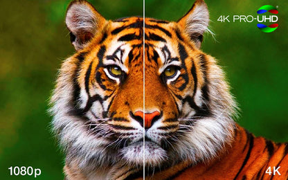Close-up of a tiger's face with 4K and 1080p text overlay